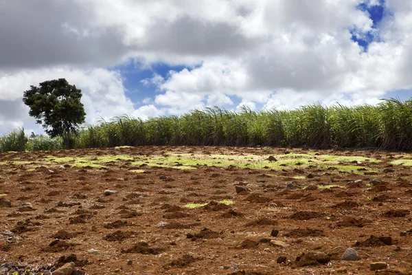 Сахарная трость. Пейзаж Маврикия в солнечный день — стоковое фото