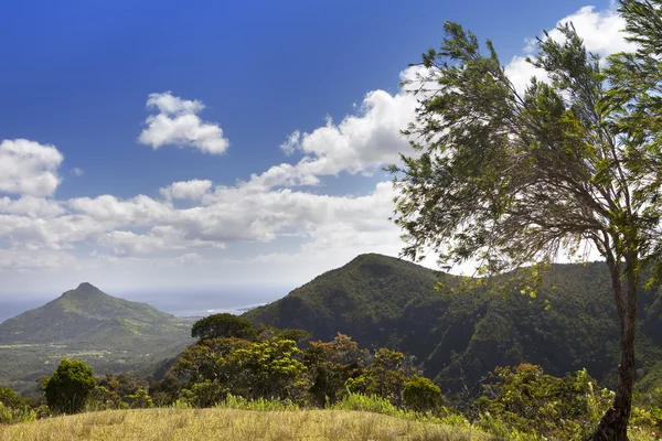 Natura Mauritiusa. Drewno i góry — Zdjęcie stockowe