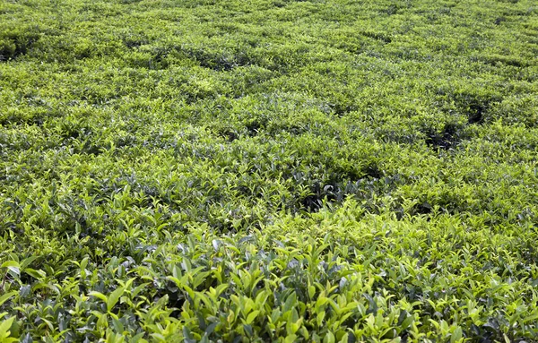 Tea plantation . Mauritius landscape in a sunny day — Stock Photo, Image