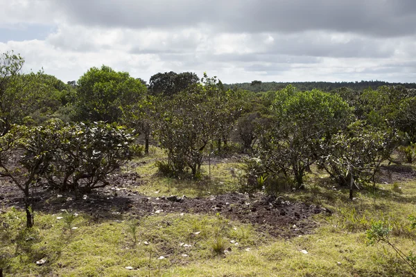 Nature of Mauritius. Endemic plants in park — Stock Photo, Image