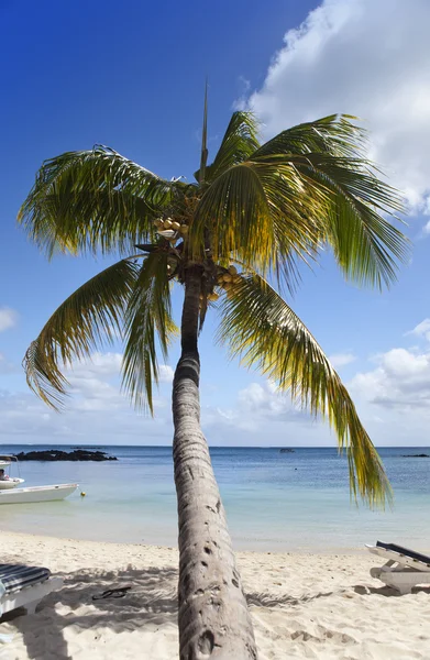 Palme sull'isola tropicale — Foto Stock