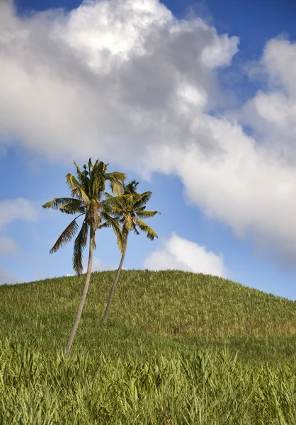 绿色的群山和蓝色的天空和云彩，毛里求斯的棕榈树 — 图库照片
