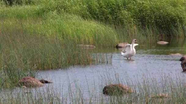 Een witte zwaan staande op een rots in water. Finse Golf — Stockvideo