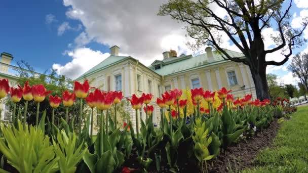 Tulipany przed Grand Menshikov Palace. St. Petersburg, Łomonosow, Federacja Rosyjska — Wideo stockowe