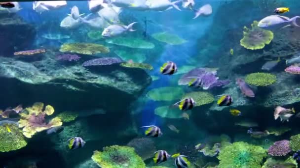 Fishes in corals. Underwater world. — Stock Video