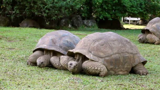 Two Big Seychelles turtles in park. Mauritius. — Stock Video