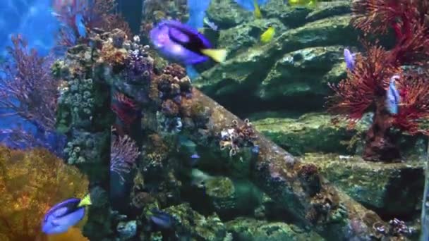 Fishes in corals. Underwater world. — Stock Video