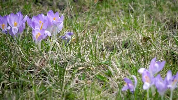 Krokus auf einer Lichtung an einem sonnigen Tag — Stockvideo