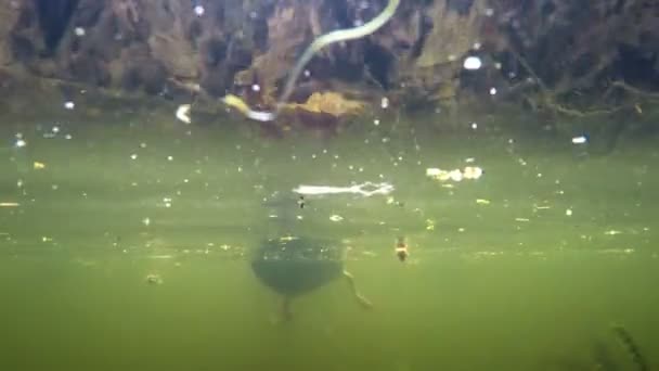 Eenden eten brood in water, onder water schieten, poten van vogels zijn zichtbaar — Stockvideo