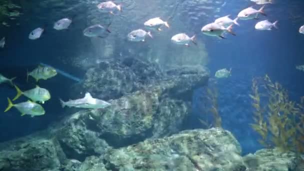 Poissons dans les coraux. Monde sous-marin. — Video