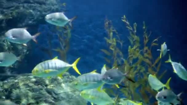 Fishes in corals. Underwater world. — Stock Video