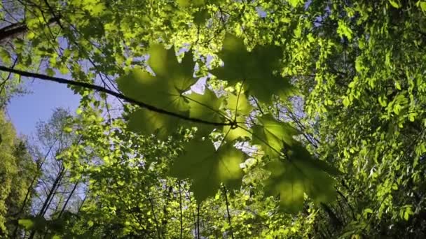 Der Zweig des Ahorns beim Waldhintergrund. Zeitlupe — Stockvideo
