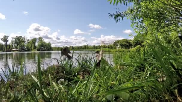 Pardais e pato na margem do lago no verão — Vídeo de Stock