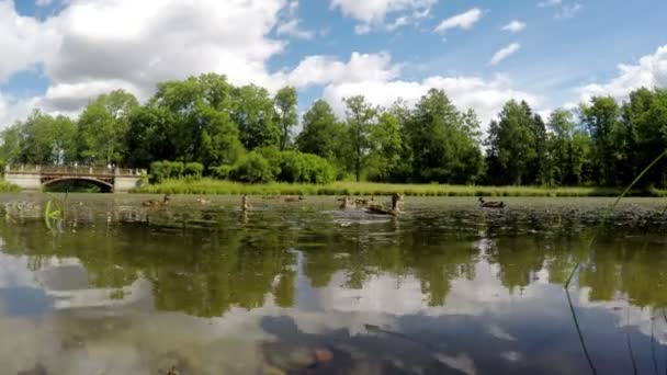 Утки едят хлеб в воде, стреляя с поверхности воды — стоковое видео