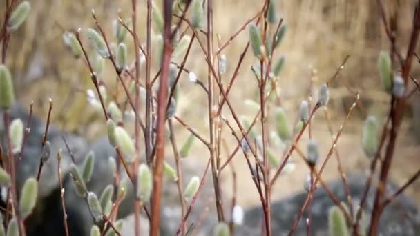 Tavaszi bolyhos fül gyűrűk, fűzfa ága — Stock videók