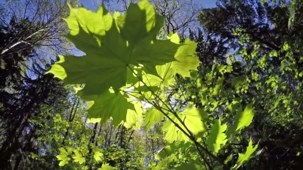 Der Zweig des Ahorns beim Waldhintergrund. Zeitlupe — Stockvideo