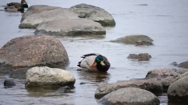 De drake in water reinigt veren — Stockvideo