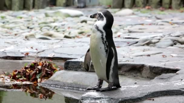 Der Pinguin putzt Federn — Stockvideo