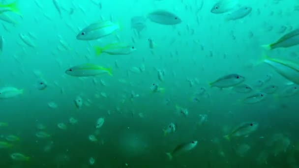 Egy nagy csomag trópusi hal egy korallzátony felett. — Stock videók