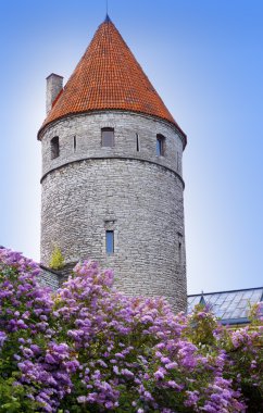 Ortaçağ Kulesi, duvar ve çiçek açması leylak parçası. Tallinn, Estonya