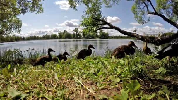 Duiven en eenden eten brood op de oever van het meer — Stockvideo