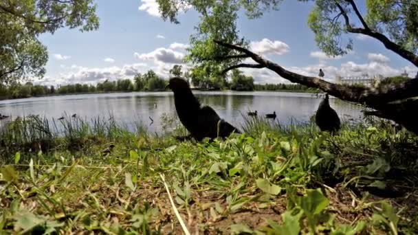 Palomas y patos comen pan en la orilla del lago — Vídeos de Stock