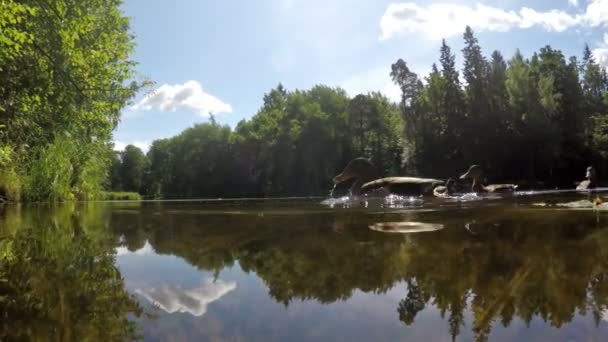 Eenden eten brood in water, schieten uit oppervlakteniveau van de water — Stockvideo