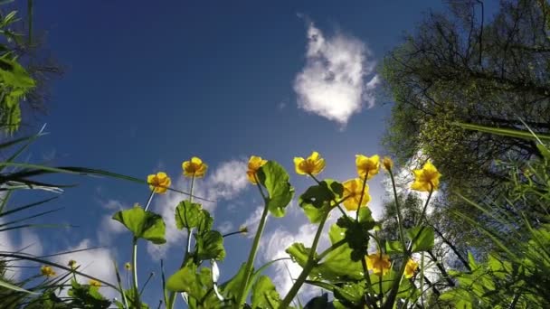 Pântano caltha palustris caltha floresce em um fundo céu azul brilhante e a menina salta através deles. Movimento lento — Vídeo de Stock