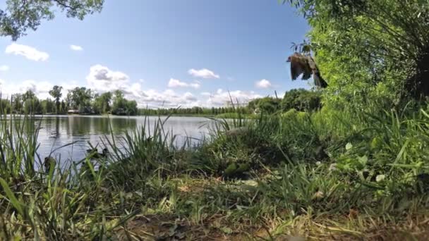 Mussen en eend op de oever van het meer in de zomer — Stockvideo