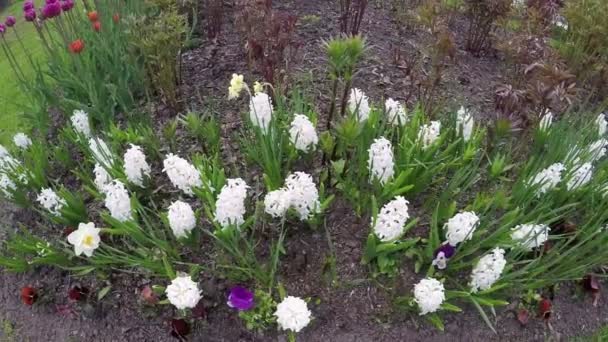 Bed met witte hyacinten aan begin van de lente. — Stockvideo