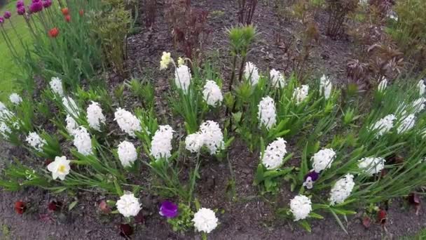 Bed with white hyacinths at  beginning of spring. — Stock Video