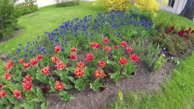 Lale ve mavi Muscari ile yatak