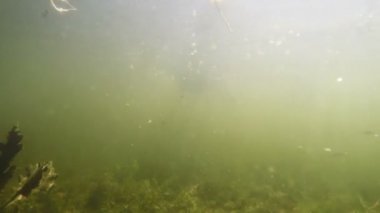 Ördekler su altından çekim bir gölet, çiçek suda ekmek yemek, pençeleri kuşların görülebilir ve beyaz-yemler paketi