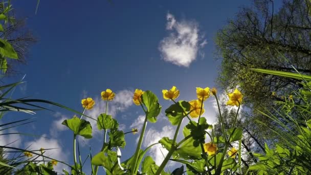 Чорнобривці Caltha palustris цвітуть на яскраво-синьому фоні неба, і дівчина стрибає через них. Повільний рух — стокове відео