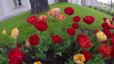 Kırmızı terry Lale bir yatakta