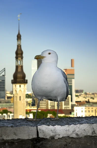 Möwe auf einer Brüstung der Aussichtsplattform und im Hintergrund der Rathaussturm. Tallinn. Estland — Stockfoto