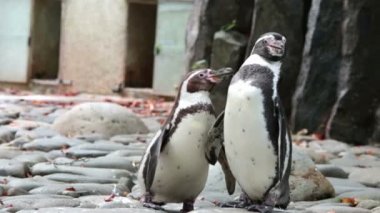 Penguen tüyler temizler