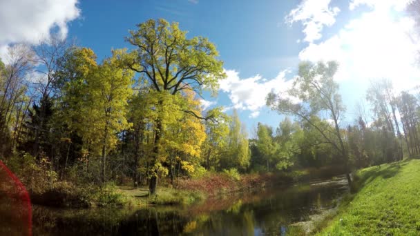 Hojas de otoño brillantes en el parque — Vídeos de Stock