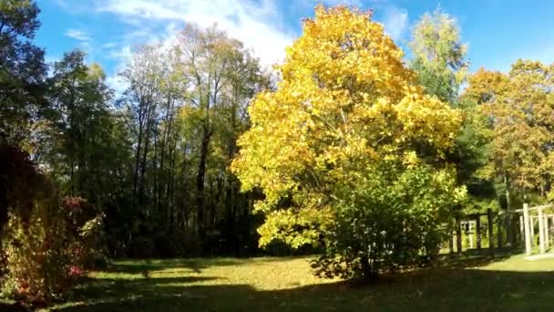 Hojas de otoño brillantes en el parque — Vídeo de stock