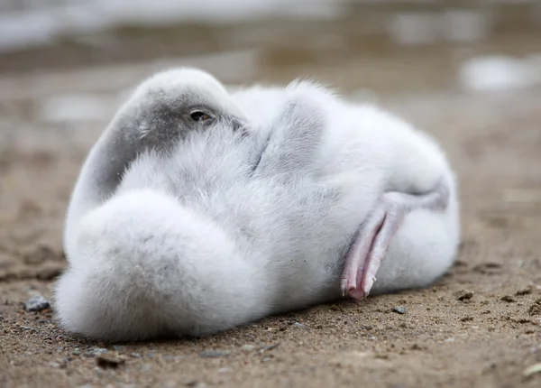 The young swan close up in a sunny day — Stock Photo, Image