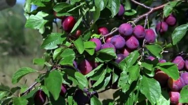 Olgun meyveli erik ağacının dalları