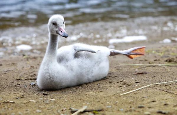 Молодой лебедь на берегу озера — стоковое фото