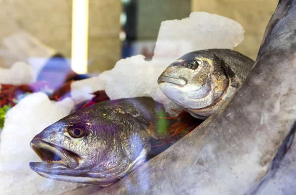 Pesce in ghiaccio su una vetrina — Foto Stock