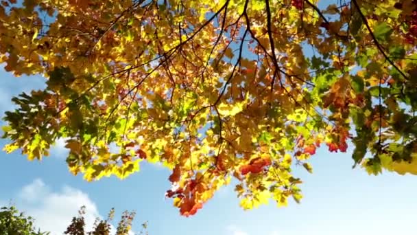 Las hojas caen de un arce de otoño brillante — Vídeo de stock