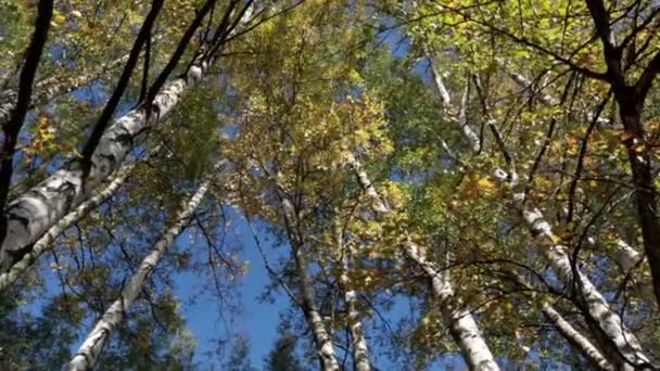 Podzimní koruny bříz proti modré obloze, zapnutí fotoaparátu — Stock video
