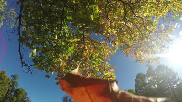 Las hojas caen de un arce de otoño brillante. En cámara lenta. — Vídeo de stock