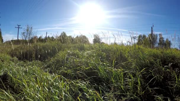 The beautiful bright green grass waves from a wind — Stock Video