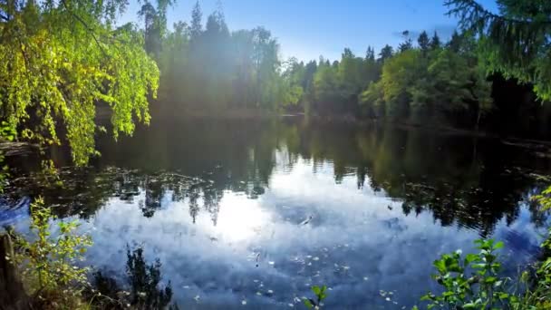La madera de otoño se refleja en el lago — Vídeos de Stock