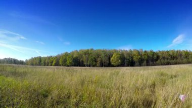 Güzel, parlak manzara - ahşap bir çayır arkasında
