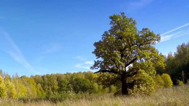 Прекрасний, яскравий пейзаж - дерево за лугом — стокове відео